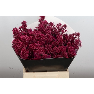 Skimmia Wx Cerise