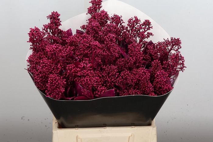 <h4>Skimmia Wx Cerise</h4>