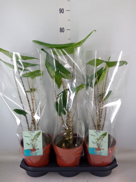 <h4>Alocasia zebrina</h4>