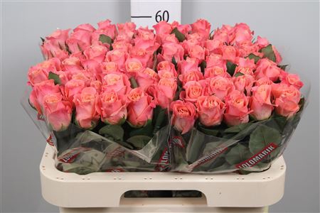 <h4>R Gr Miss Piggy+</h4>