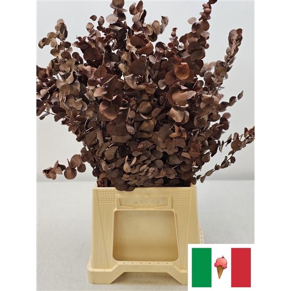 <h4>GESTABILISEERD EUC CINEREA BRUIN</h4>