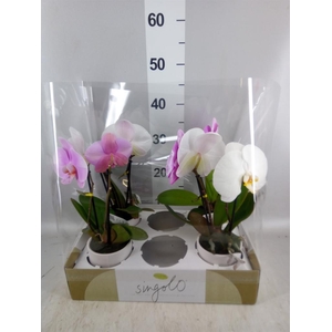 Phalaenopsis   ...mix