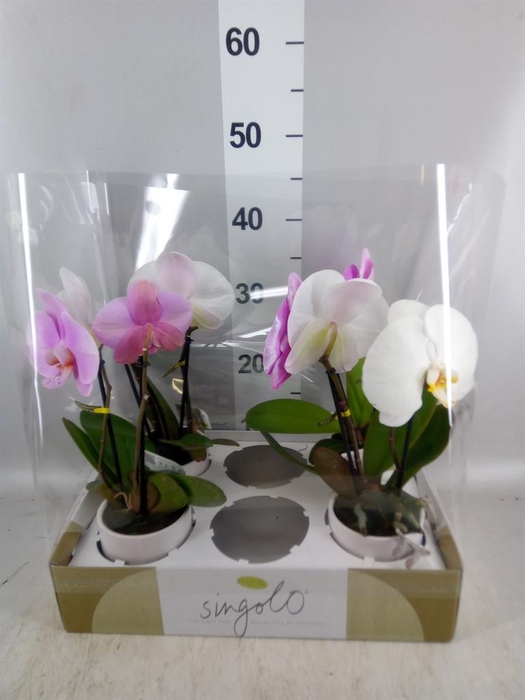 <h4>Phalaenopsis   ...mix</h4>