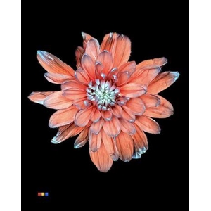 Chr T 2 Kl Baltica Bazooka