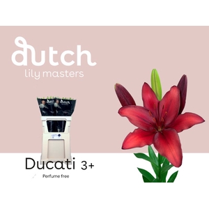 Li Az Ducati 3+ Lily Master