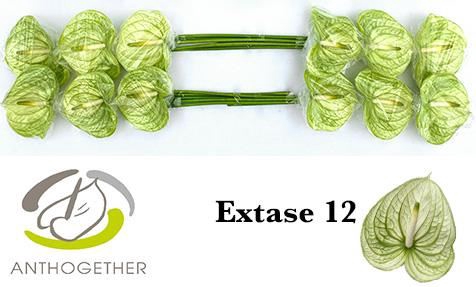 <h4>Anth Extase</h4>