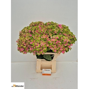Hydrangea mag coral
