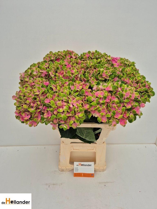 <h4>Hydrangea mag coral</h4>