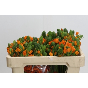 Ornithogalum Dubium Sunshine