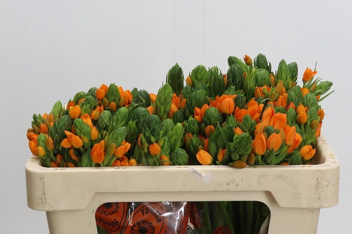 <h4>Ornithogalum Dubium Sunshine</h4>