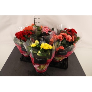 Begonia 14 Cm. P. Gemengd