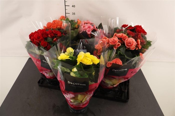 <h4>Begonia 14 Cm. P. Gemengd</h4>