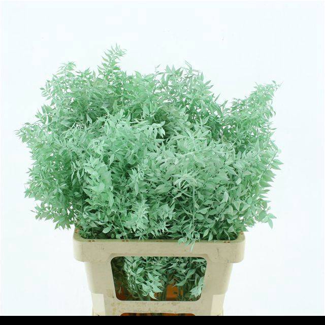 <h4>RUSCUS OV KLB H%</h4>