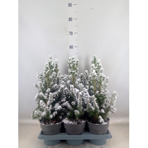 Picea glauca 'Conica'