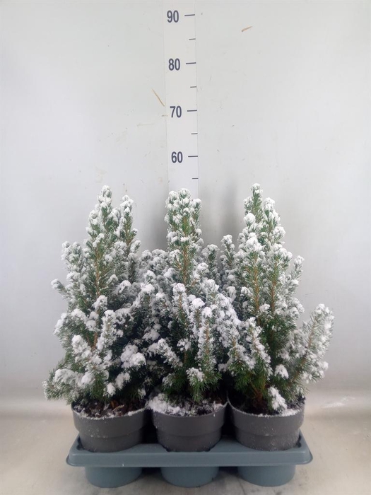 <h4>Picea glauca 'Conica'</h4>