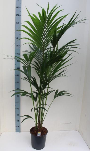 <h4>HOWEA FORSTERIANA</h4>