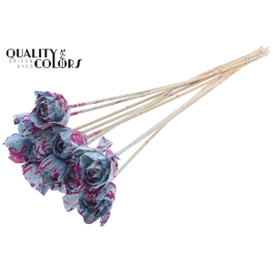 Shola Dear Holly 6cm on stem Splashed Light Blue/Cerise