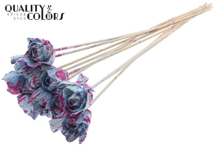 Shola Dear Holly 6cm on stem Splashed Light Blue/Cerise