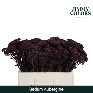 Sedum L55 Aubergine