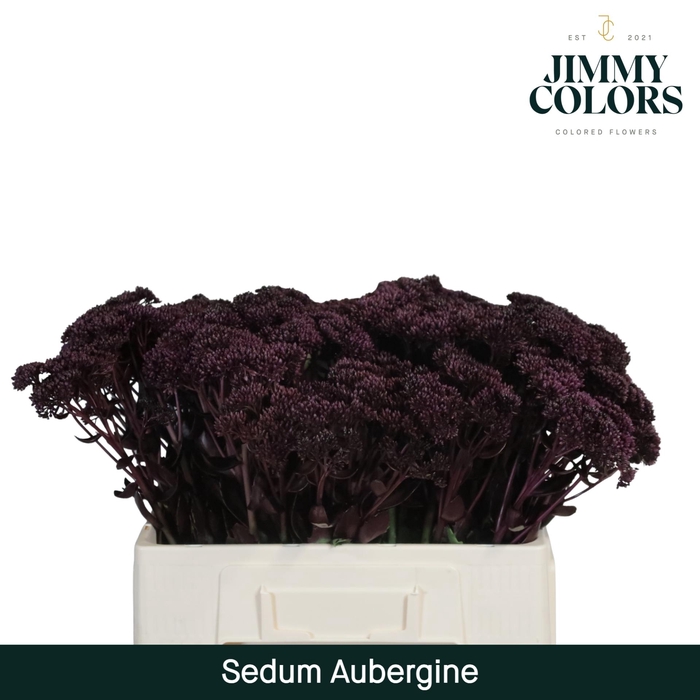 <h4>Sedum L55 Aubergine</h4>