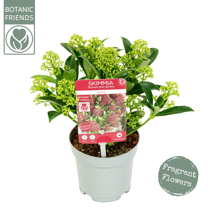 <h4>Skimmia japonica 'Marlot' 5+bloem</h4>