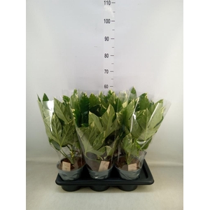 Fatsia japonica 'Variegata'