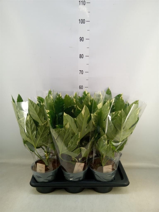 <h4>Fatsia japonica 'Variegata'</h4>