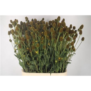 Rudbeckia Nitida