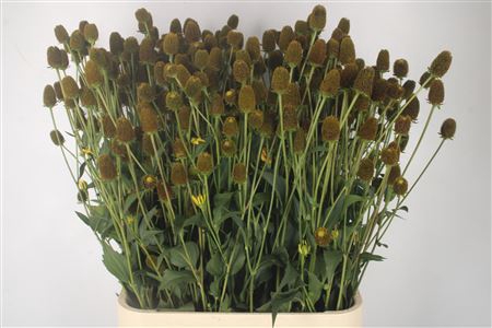 <h4>Rudbeckia Nitida</h4>