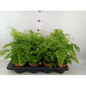 Adiantum raddi. 'Fragrans'