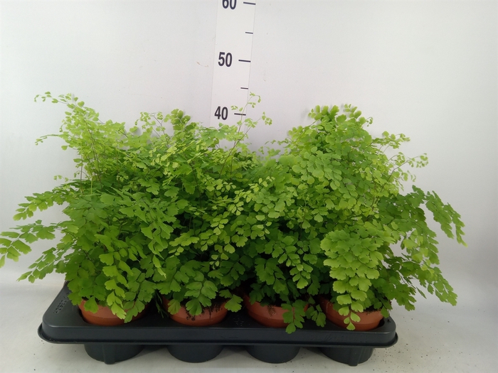 <h4>Adiantum raddi. 'Fragrans'</h4>