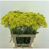 Achileal Moonshine Yellow 60cm