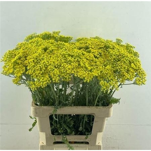 Achillea Moonshine