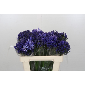 Agapanthus EYFORI Blue