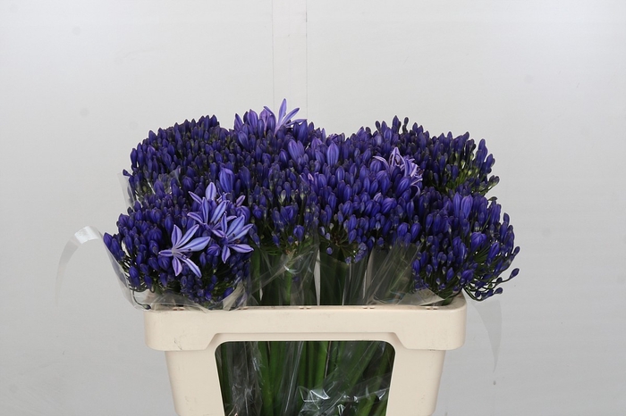 <h4>Agapanthus EYFORI Blue</h4>