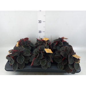 Peperomia
