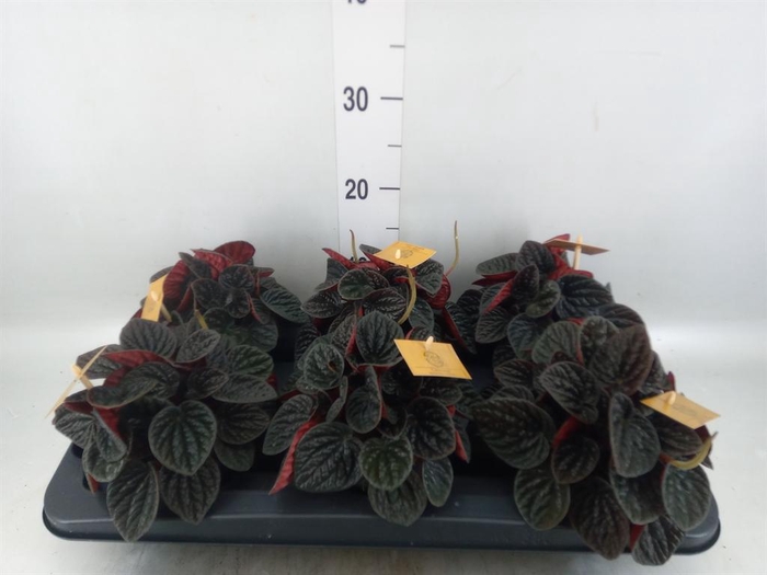 <h4>Peperomia</h4>