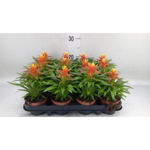 Guzmania  'Theresa'