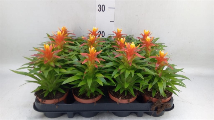 <h4>Guzmania  'Theresa'</h4>