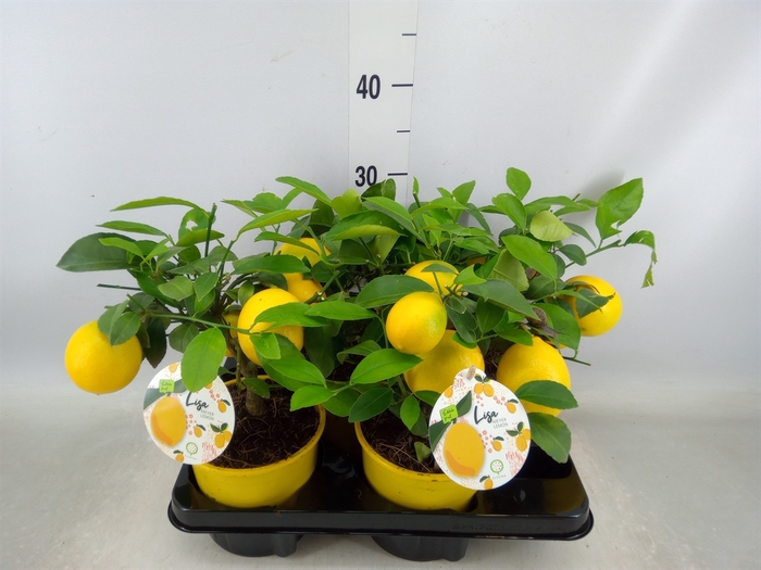 <h4>Citrus meyeri 'Meyer'</h4>