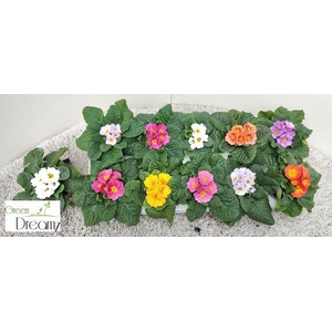 PRIM AC PARADISO GEM