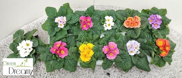 <h4>PRIM AC PARADISO GEM</h4>