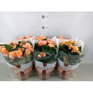 Begonia elat. DU 'Hailey Sunset'