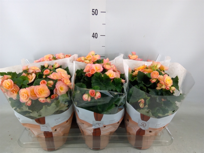 <h4>Begonia elat. DU 'Hailey Sunset'</h4>
