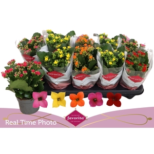 !! PROMO !! KALANCHOE MIX FAVORITA