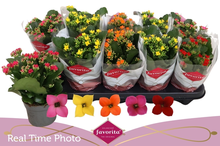 <h4>!! PROMO !! KALANCHOE MIX FAVORITA</h4>