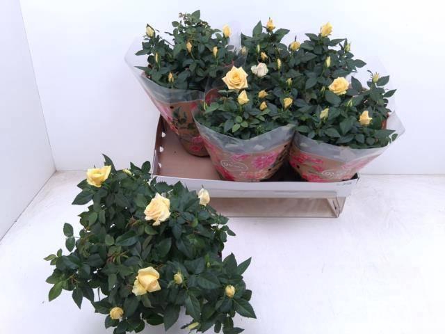 <h4>RO FAV RO YELLOW</h4>