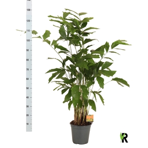 CARYOTA MITIS