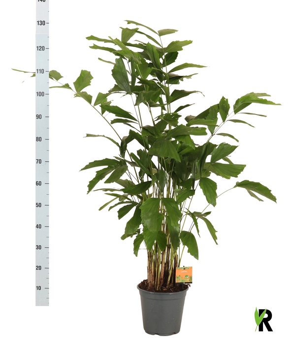 <h4>CARYOTA MITIS</h4>