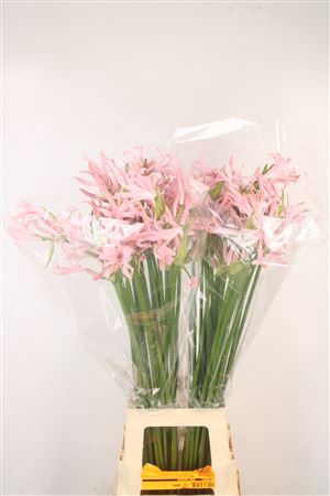 <h4>Ne Bo Sofie</h4>